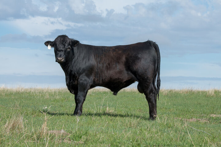 Bull on pasture