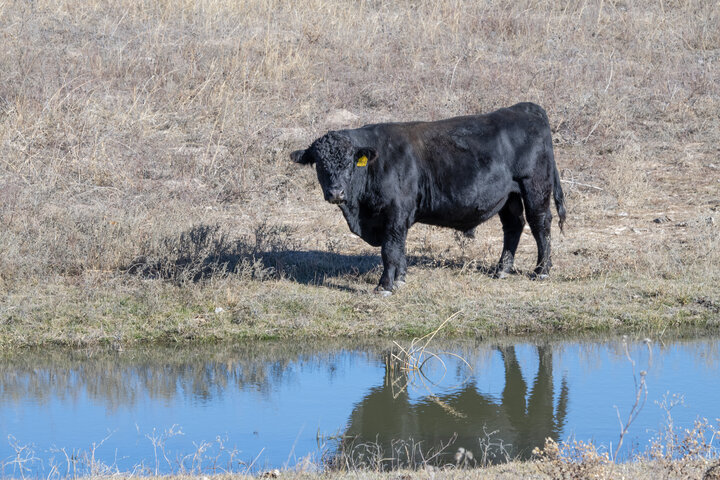 Bull in pasture by a pond