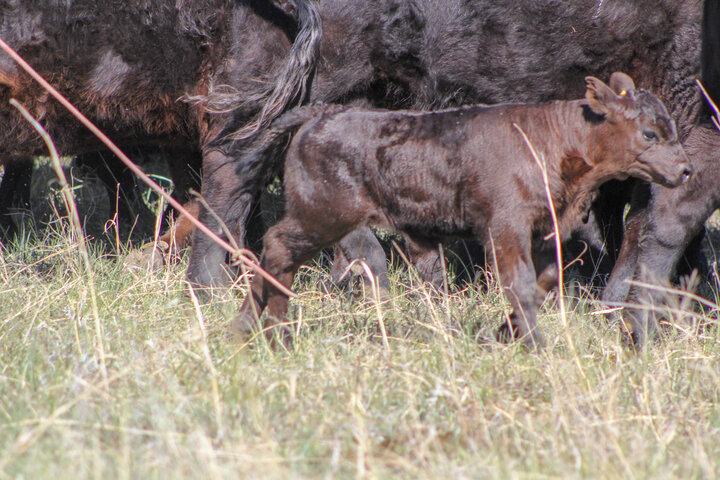 Calf at branding