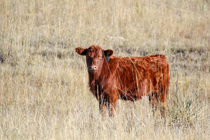 Calf