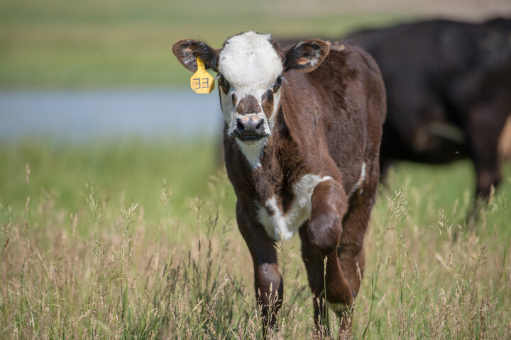 Calf on range
