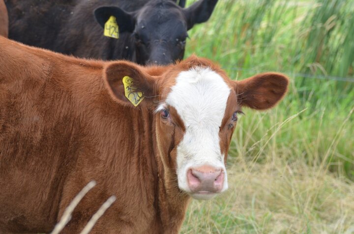 Calf with IBK lesions in eyes