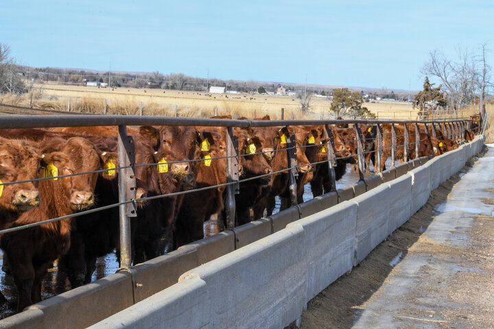 Calves at bunk