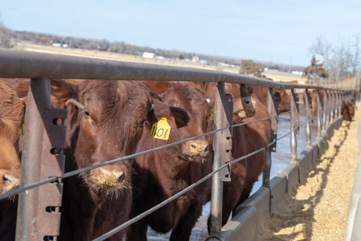 Calves at bunk