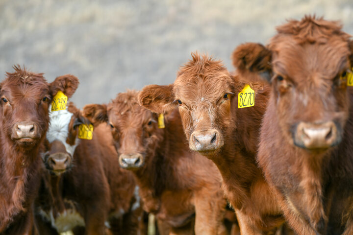 Weaned calves