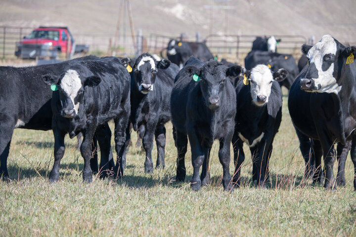 Calves