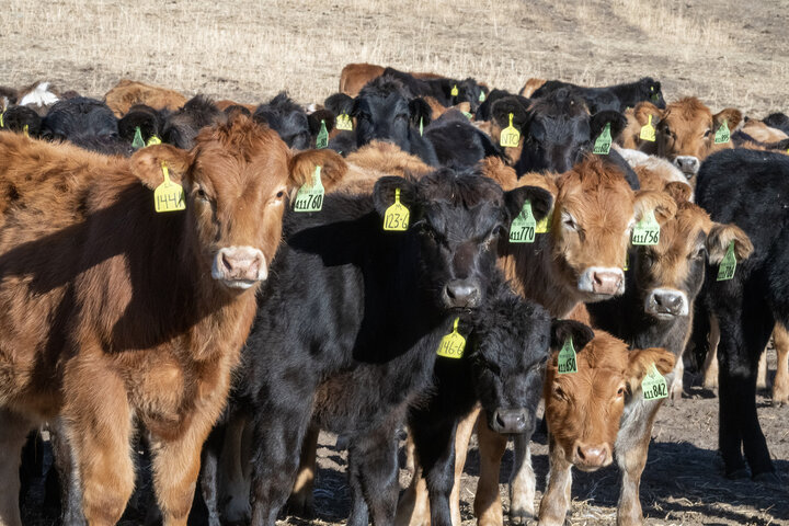 Calves in a pasture
