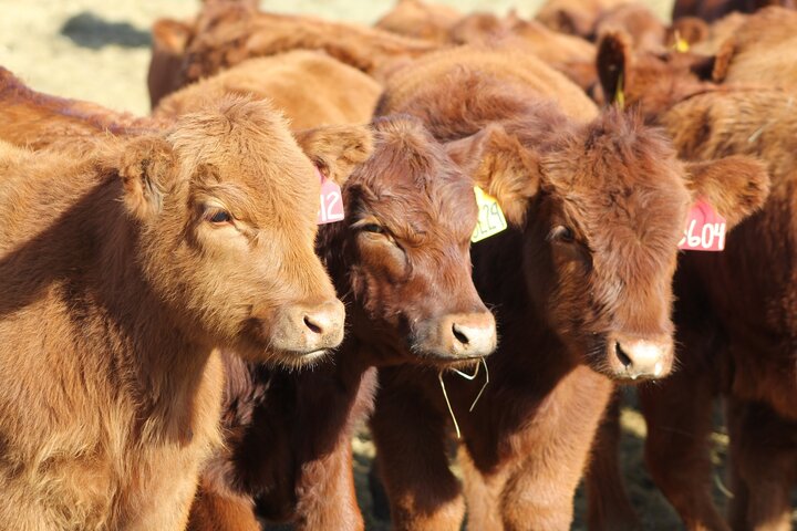 Feeder calves