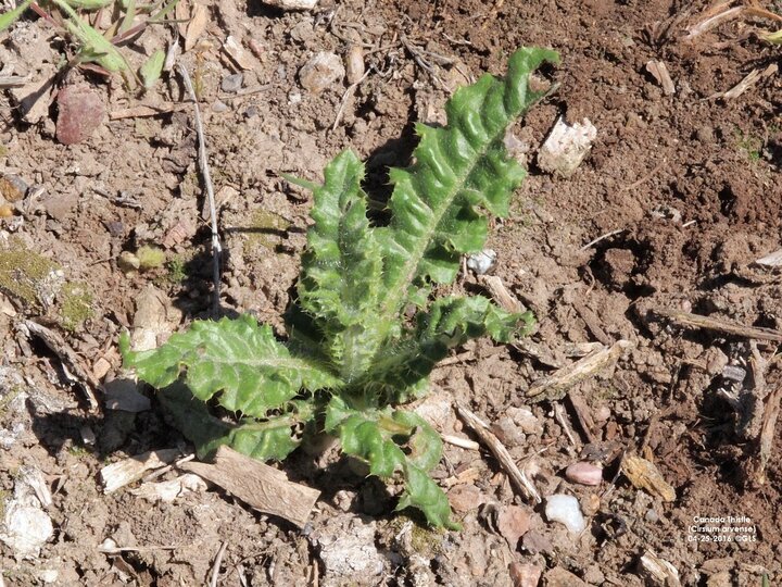 Canada thistle seedling