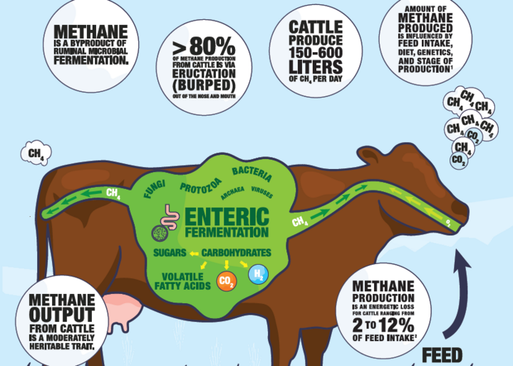 Graphic of methane production in ruminants