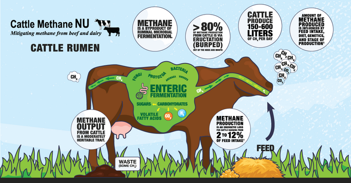 Graphic of methane production in ruminants