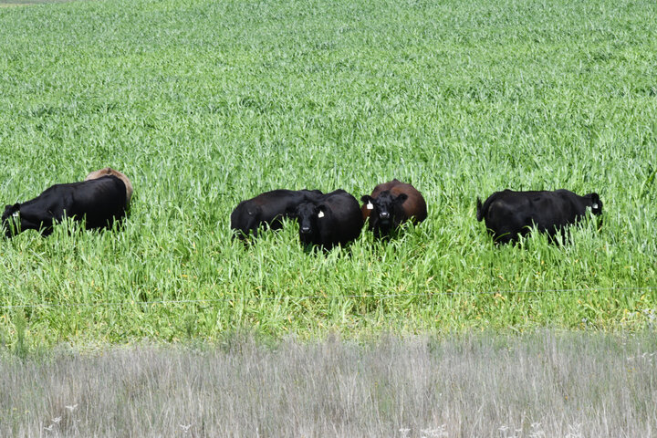 Cattle grazing annual forages Photo Credit: Troy Walz