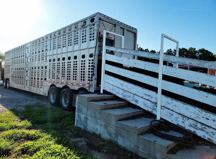cattle walking up shoot into transport vehicle