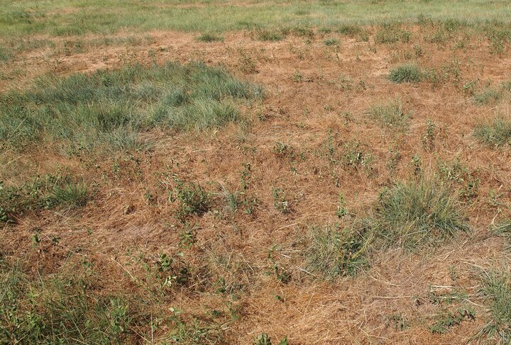 Cheatgrass in native prairies