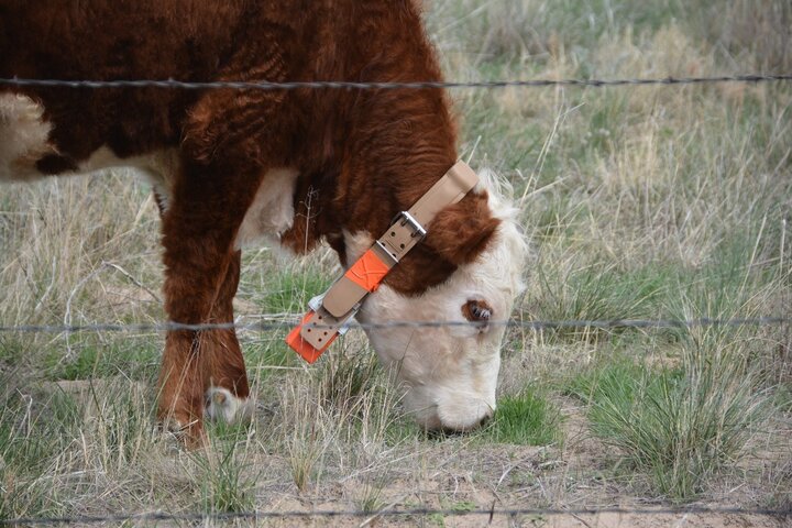 heifer grazing cheatgrass