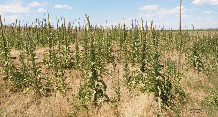 Common mullein