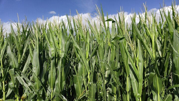 Standing Corn