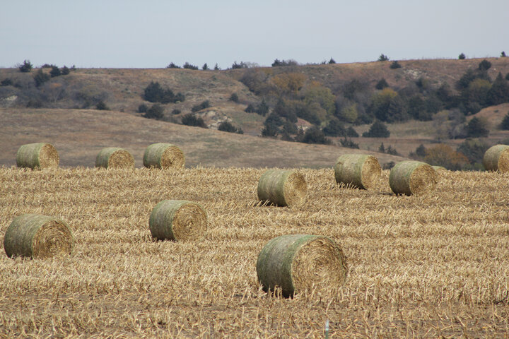 Cornstalk bales