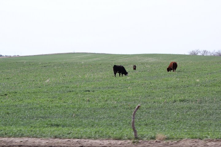 Spring cover crop grazing