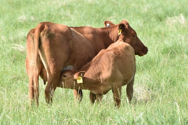 Cow and calf in pasture