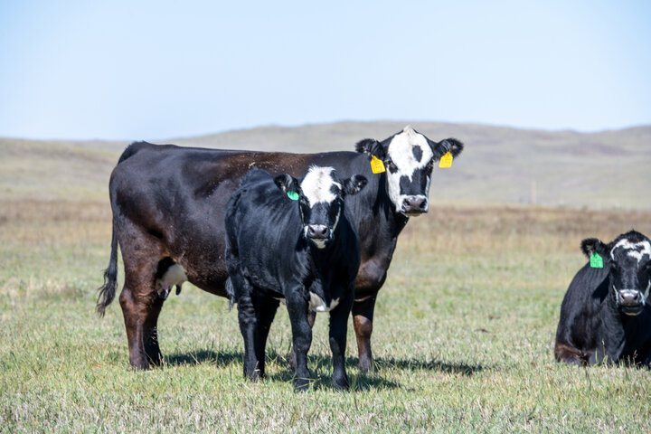 Cow and calf in pasture 