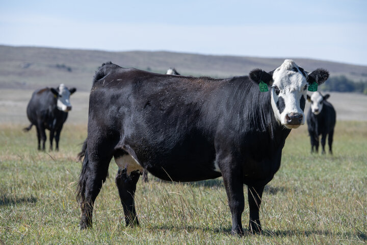 Cows on pasture