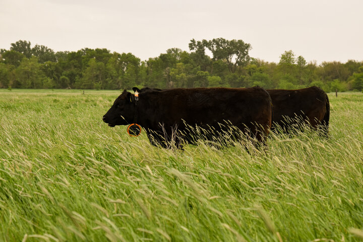 Cows with virtual fence