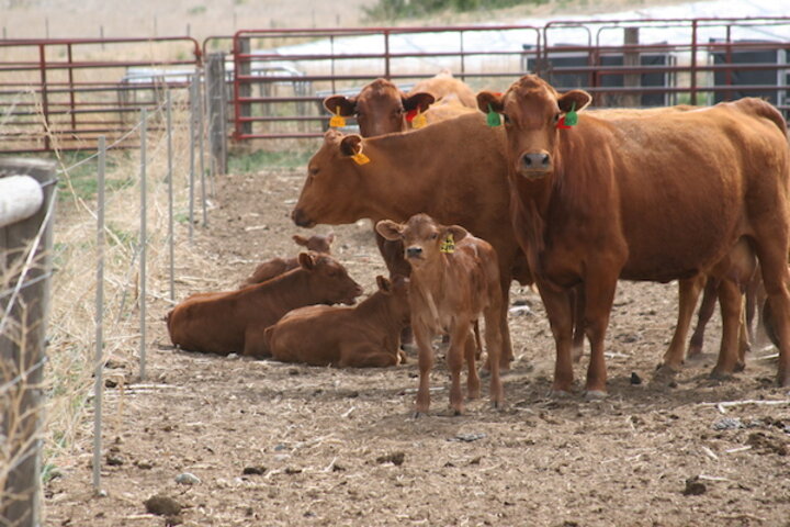 Cows and calves