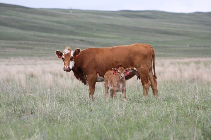 Red cow and calf in pasture