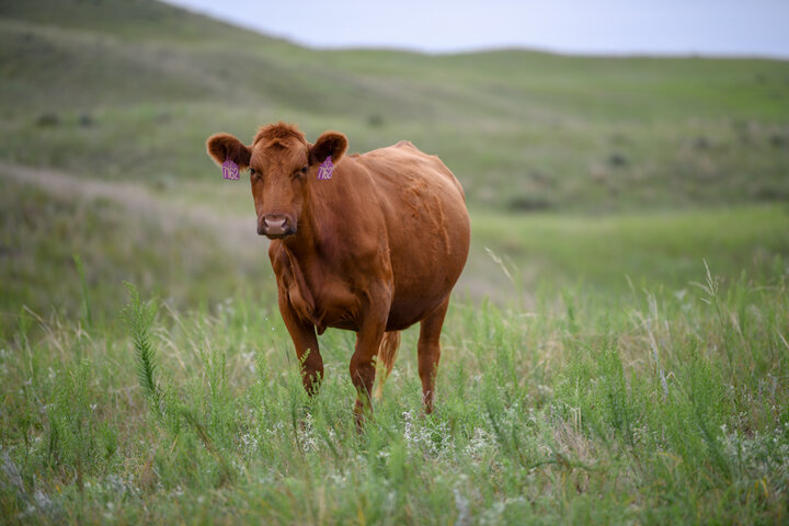 Cow on rangeland