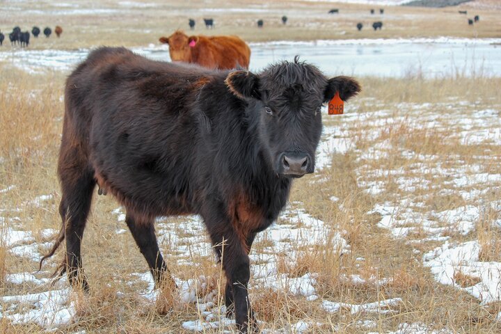 Heifer on winter pasture