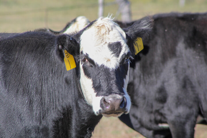 Cow