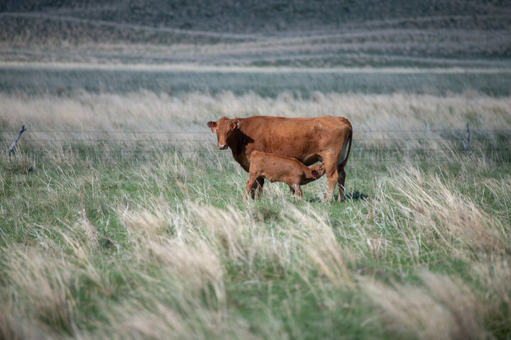 Cow and calf