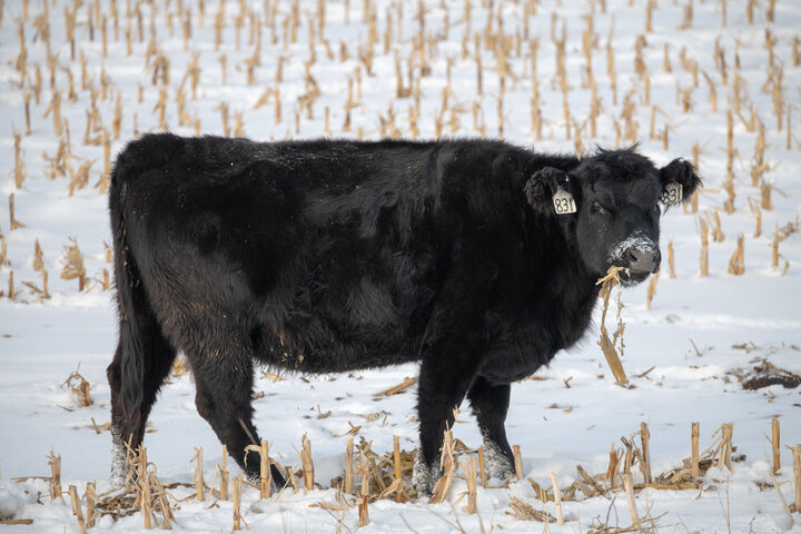 cow on corn residue