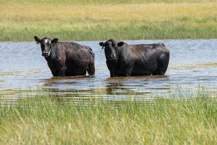 Beef cow and bull