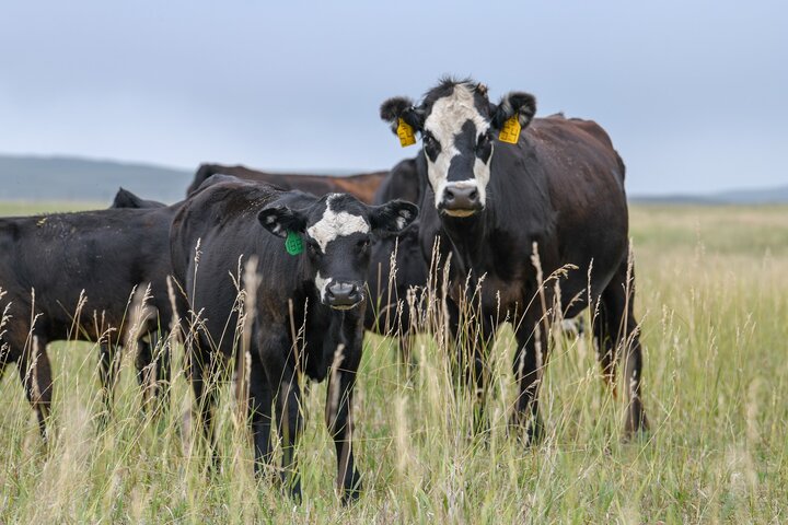 Cow and calf grazing