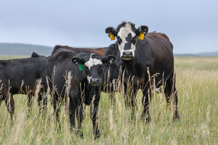 Cow and calf in grass pasture. Photo credit: Troy Walz