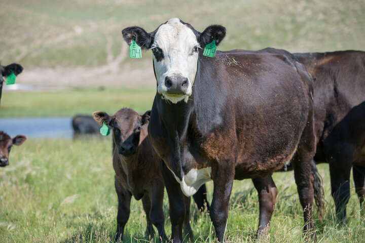 Cow and calf grazing