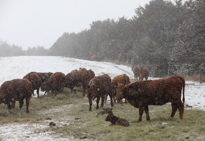 Cows and calves feeding in the snow