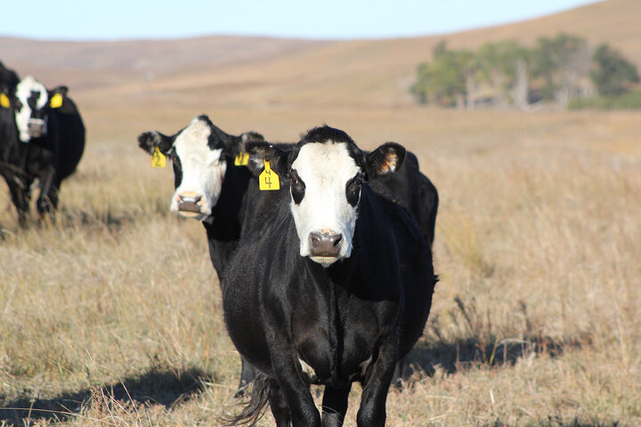 Cows in pasture
