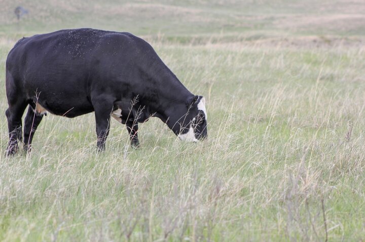 cow grazing in a pasture