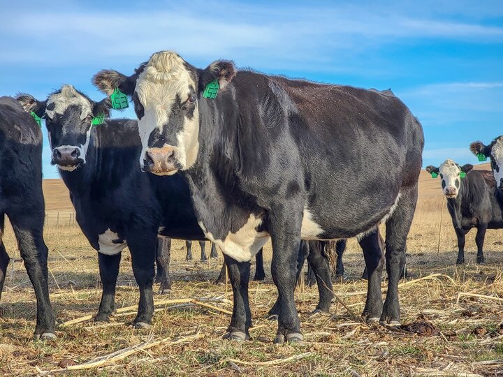 black cows on pasture