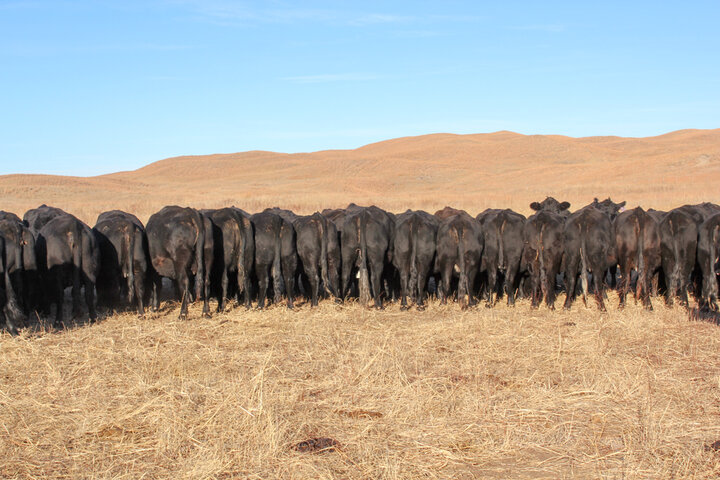 Cows feeding on range