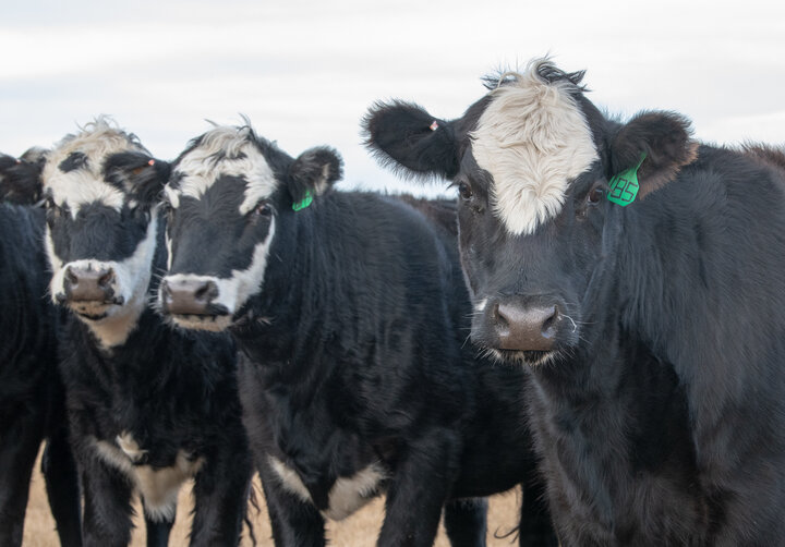 Cows in winter