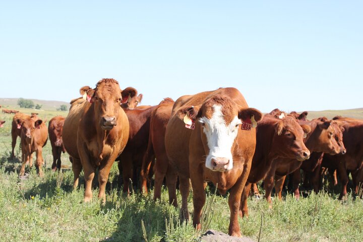 Cows with calves