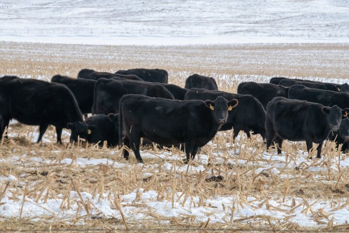 Cows on cornstalks