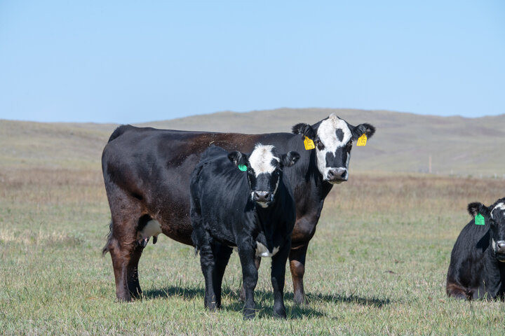 Cow and calf in pasture with another cow laying in the grass