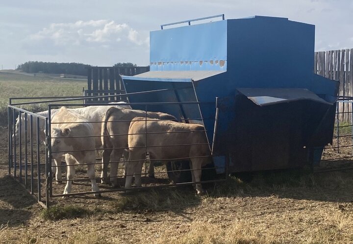 Calves eating out a creep feeder