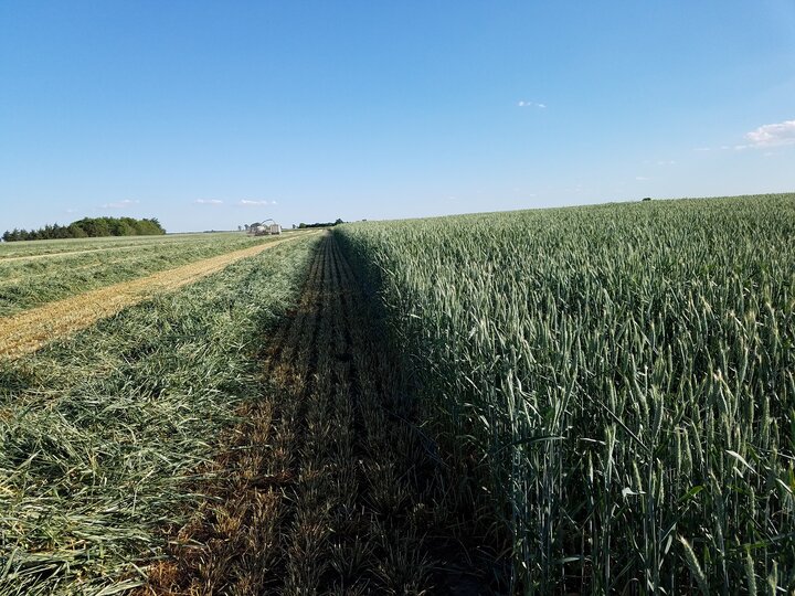 Cutting small grain silage