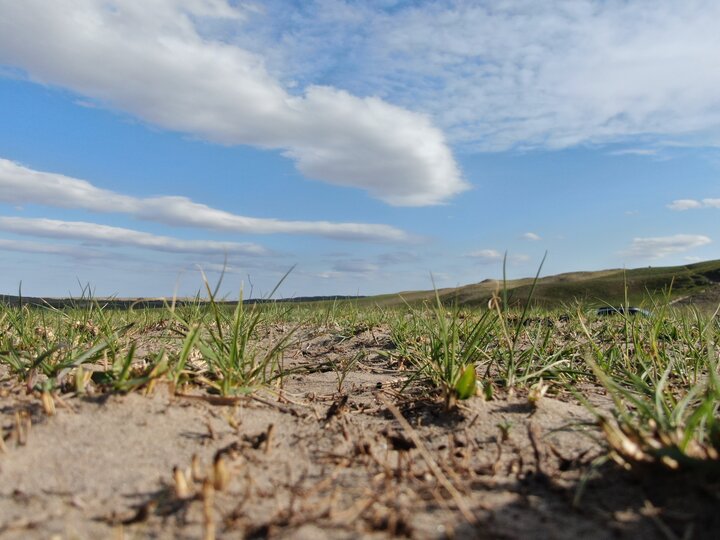Nebraska Sandhills ground after a wildfire with grass regrowth.